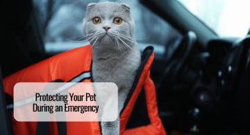 Protecting Your Pet During an Emergency